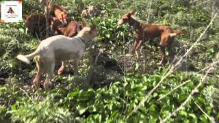 Podenco andaluz Tagadona Cazando en la Arquería 181112 13 [upl. by Yltneb]