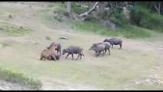 Tiger Attacks Buffalo  Intense HD [upl. by Ruthanne]