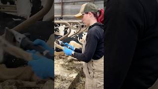 🐄✂️ Tail Trimming with Precision Farm Girl Cares for Her Cows [upl. by Rodina]