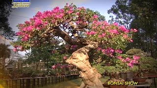 LIFESTYLE CHRONICLES  PHILIPPINE BONSAI SHOW [upl. by Deland]