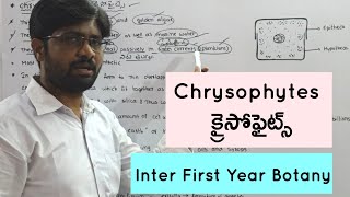 Chrysophytes  క్రైసోఫైట్స్  Inter First Year Botany  4 Marks Questions [upl. by Esirehs]