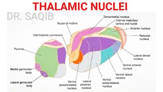 Thalamic Nuclei [upl. by Vannie657]