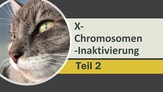 Was ist Biochemie Teil 72  Warum Slivki Shows Katze ein Weibchen ist  X  Inaktivierung [upl. by Hebel]