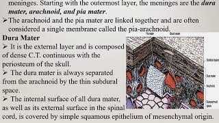 Tutorial Meninges and CSF 1 [upl. by Schiro]