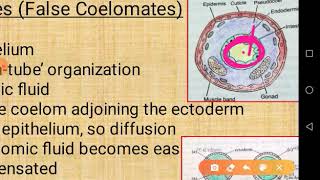 Evolutionary significance of Coelom in Annelids [upl. by Aeslehs]