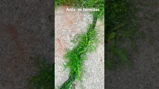 Ants vs termites antwar [upl. by Anoyi236]