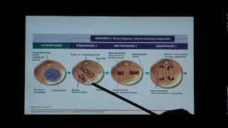 Biology Help Biology 123 Chapter 8 Mitosis and Meiosis [upl. by Ibok]