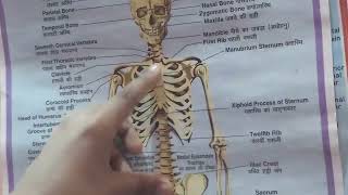 Explanation of Skeletal System part 2 [upl. by Tjader]