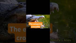 Estuarine crocodile wildlife animals shorts [upl. by Balbur]