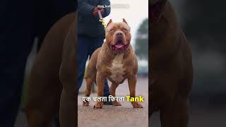 Top 5 Strong Dogs Breed😱 [upl. by Edana32]