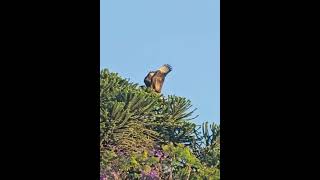 El carancho Caracara plancus también conocido como traro eagles birds wildlife nature [upl. by Marlette798]