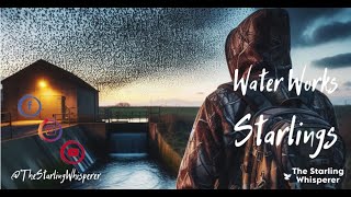 Water Works Starlings starlings murmuration birds nature thestarlingwhisperer starlingcrew [upl. by Hsuk830]