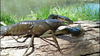 First ever YABBY Caught from FERNTREE GULLY QUARRY [upl. by Namlaz]