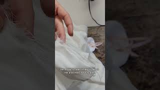 Bridal sewing challenge fraying fabric [upl. by Lozar263]