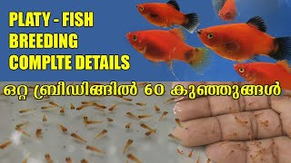 How to breeding quotPlaty fishquot step by step🐠🐠പ്ലാറ്റിയെ ബ്രീഡ് ചെയ്യാം💪 ഈസി ആയി 🐠🐠 [upl. by Appleby]