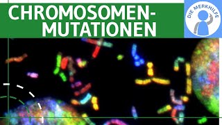 Chromosomenmutationen  Begriff Deletion Duplikation Inversion Insertion amp Translokation erklärt [upl. by Harwell]