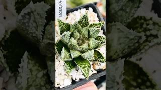 Haworthia Herbacea Hybrid haworthia haworthiapakistan plants cactus succulents [upl. by Nalliuq]