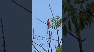 Northern Cardinal Call [upl. by Ramuk689]