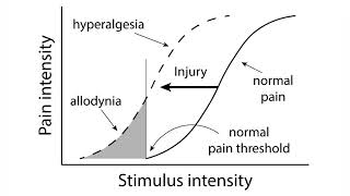 Douleur  l’hyperalgésie et l’allodynie  Douleurs chroniques fibromyalgie migraines SDRC etc [upl. by Ynnatirb]