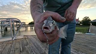 Inshore Saltwater Fishing and Catch and Cook Stone Crab [upl. by Arihat907]