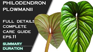 PHILODENDRON PLOWMANII FULL DETAILS AND CARE GUIDE [upl. by Annyrb]