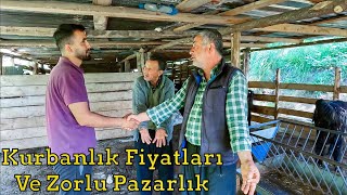 Zor Oldu Ama İyi Oldu  Kurbanlık Pazarlığı  2024 Kurbanlık Fiyatları [upl. by Stambaugh521]