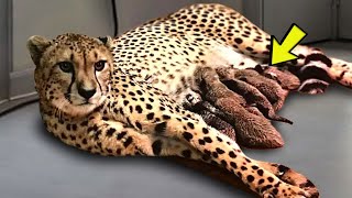 Cheetah Gives Birth to 5 Cubs But Then The Staff Starts To Scream When THIS Happens [upl. by Krutz842]