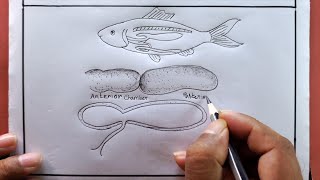 Drawing Fish Like a PRO Rohi Fish Air Bladder Secrets [upl. by Giltzow]