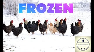 How to Keep Your Chickens Water From Freezing [upl. by Ellac110]