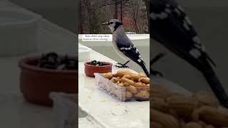 Rain didn’t stop these birds from visiting birdwatching [upl. by Estella]