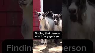 Finding that person comedy funnygoats humor funny goathumor [upl. by Ahsekam]