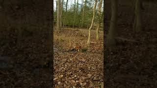 basset hound deer tracking training [upl. by Haseena]