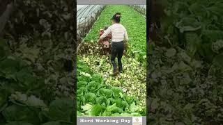 The Process Of Cutting Cabbage [upl. by Leahci]