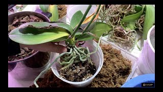 Planting Hundreds Of Orchids From Trash After Cleaning From Mealybugs [upl. by Krawczyk]