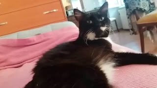 Brownie the cat trilling  Cutest voice [upl. by Adnuahsal]