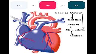 2 CVS Cardiac Output شرح بالعربي [upl. by Luy637]