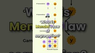 what is Mendel law of segregation [upl. by Ronal]