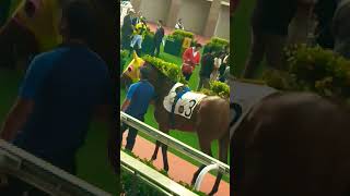 Racing Horse Shatin Hk 15092024 [upl. by Valorie]