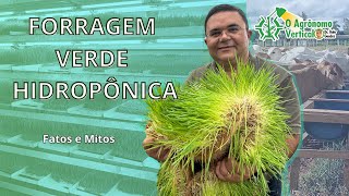 Forragem Verde Hidropônica  Fatos e mitos Parte 1 [upl. by Llerot]