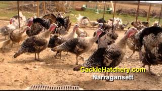 Narragansett Turkey Breed Breeder Flock  Cackle Hatchery [upl. by Lrad]