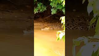 Big crocodile on the banks of the Kinabatangan river [upl. by Bashuk]