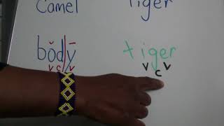 Camel Tiger Syllable Division [upl. by Brander553]