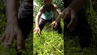 Harvesting cassava part 527 shorts farming cassava nature cassavaroots cassavafarming [upl. by Tim]