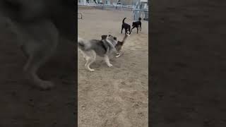 Pixie Gets Frisky at American Fork Dog Park  Caucasian Ovcharka Dog caucasianshepherd dog puppy [upl. by Ogires]