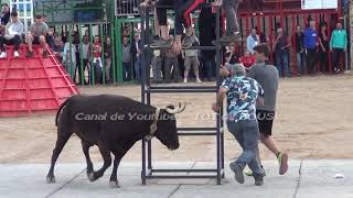 ALCANAR  T   MARTES 14052024  GANADERIA VTE BENAVENT QUATRETONDA  V   VIDEOS TOT de BOUS [upl. by Nellac]