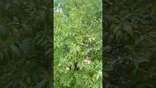 Green world tree Lal Chandan ka ped [upl. by Lanam]