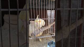 Adorable cockatiel🥰 kico dance👍 cockatiel birds pets shortsfeed [upl. by Nnylsor]