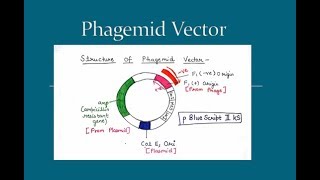 Phagemid Vector  in Hindi and English   For BSc and MSc  All About Biology [upl. by Snevets]