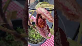 Nepenthes Burbidgeae The Rare and Beautiful Pitcher Plant  Taped 360 shorts [upl. by Asirap760]