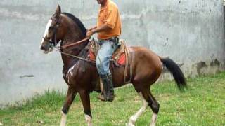 Caballo de paso costarricense [upl. by Essy191]